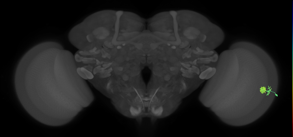 Dm10_R (MaleCNS:71049)