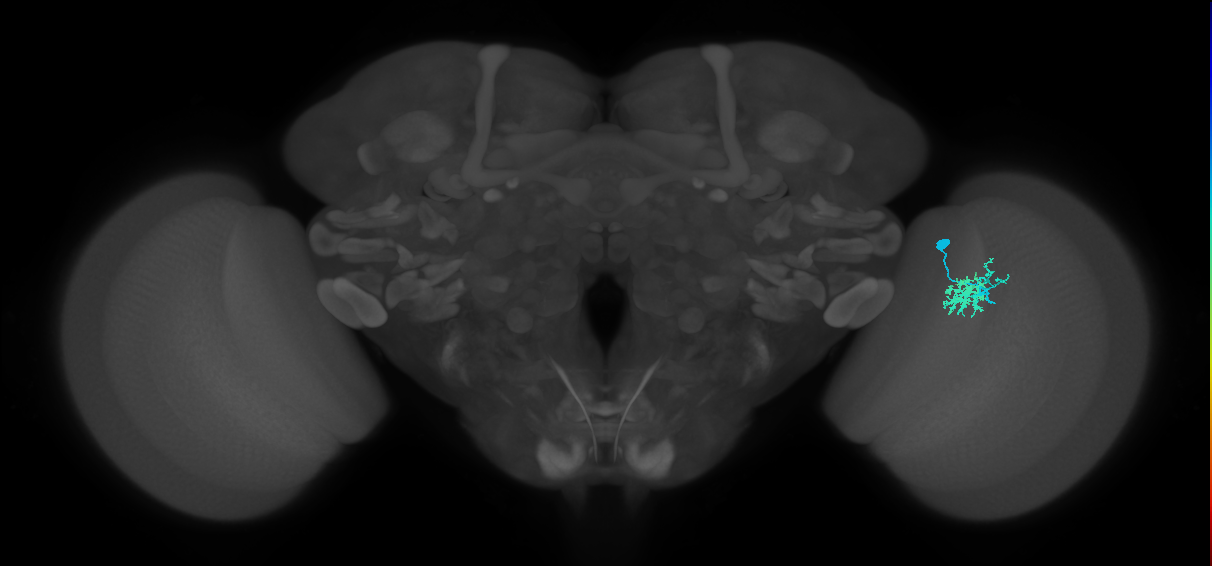 Dm10_R (MaleCNS:89677)