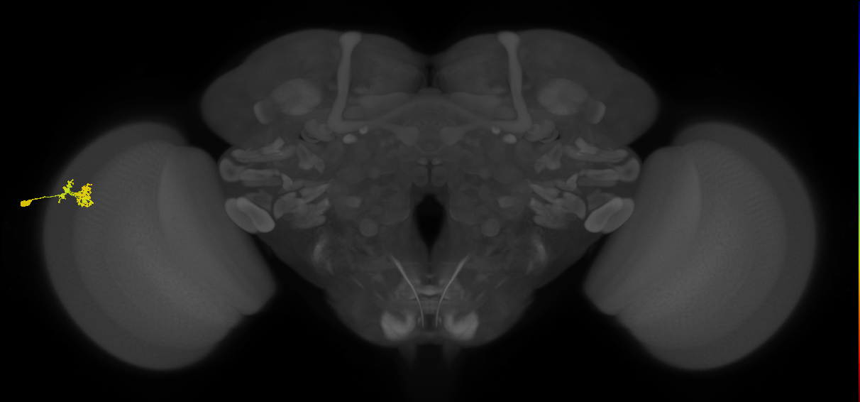 Dm10_L (MaleCNS:139045)