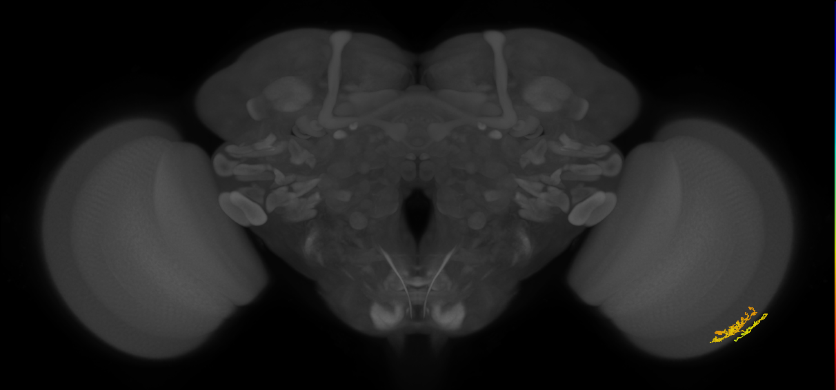 Dm10_R (MaleCNS:78972)