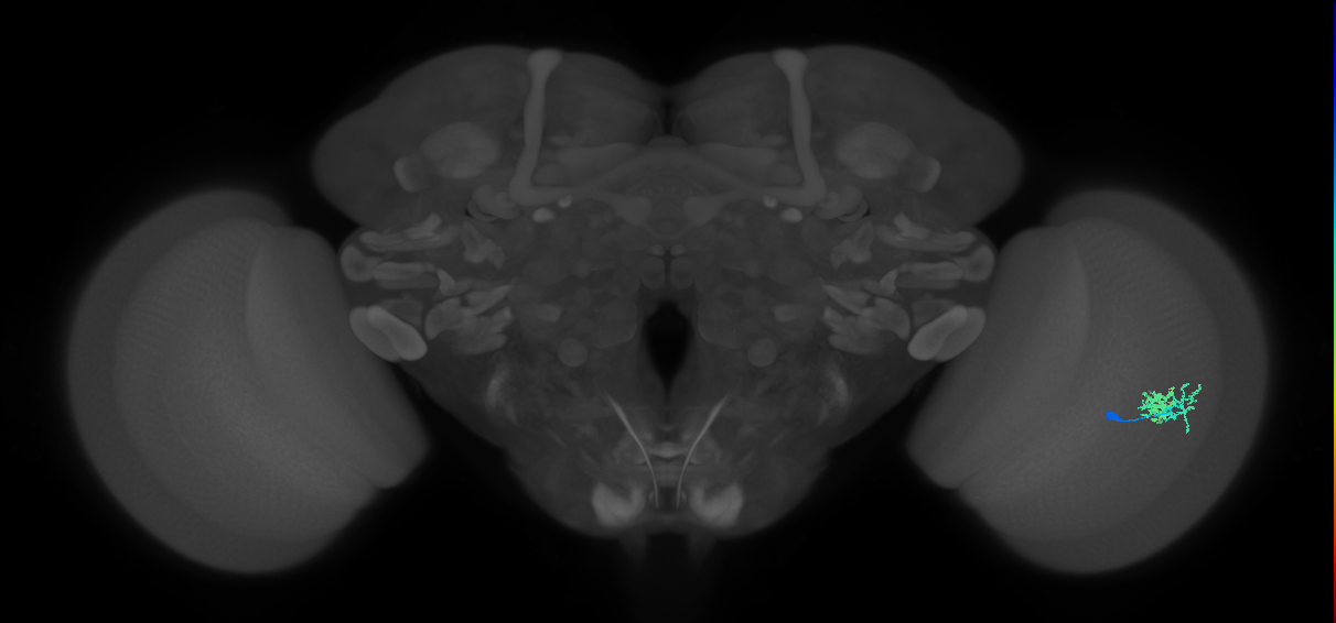 Dm10_R (MaleCNS:78906)