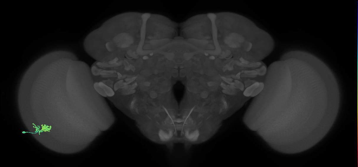 Dm10_L (MaleCNS:550260)
