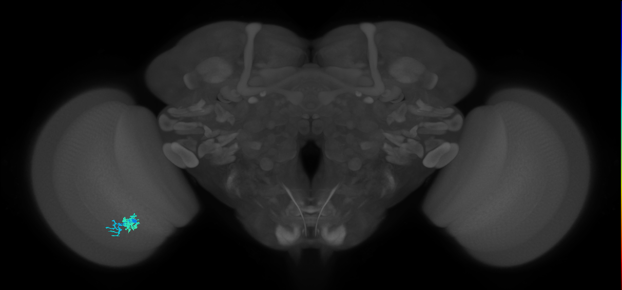 Dm10_L (MaleCNS:541465)