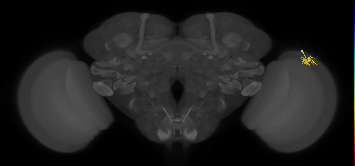 Dm10_R (MaleCNS:79503)