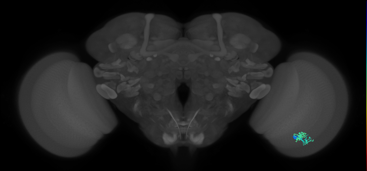 Dm10_R (MaleCNS:122221)