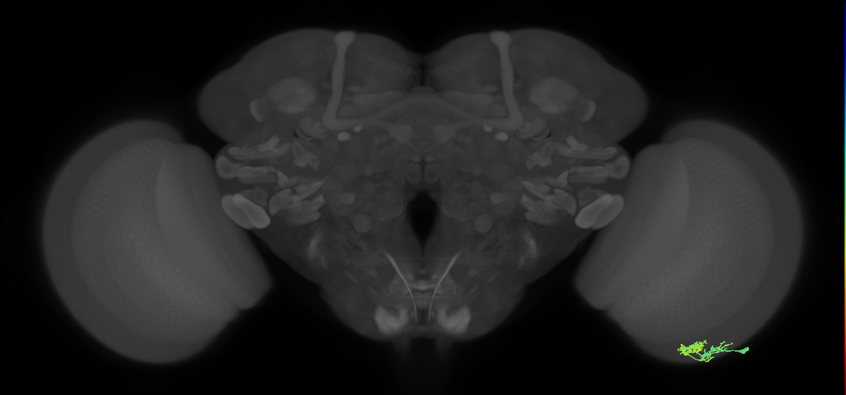 Dm10_R (MaleCNS:60278)