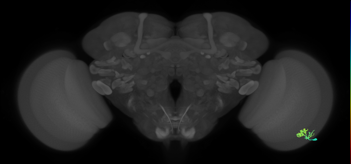 Dm10_R (MaleCNS:93406)