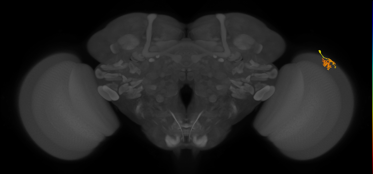 Dm10_R (MaleCNS:79534)