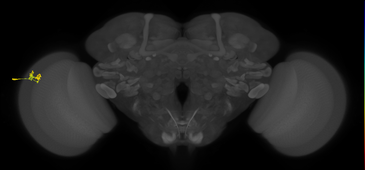 Dm10_L (MaleCNS:532777)