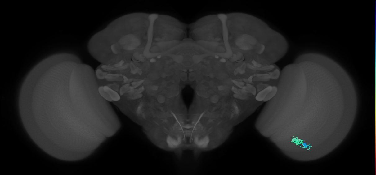 Dm10_R (MaleCNS:150574)