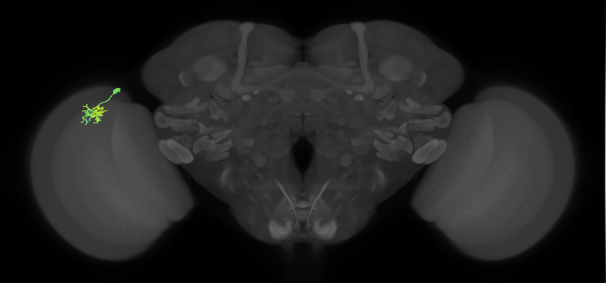 Dm10_L (MaleCNS:69897)