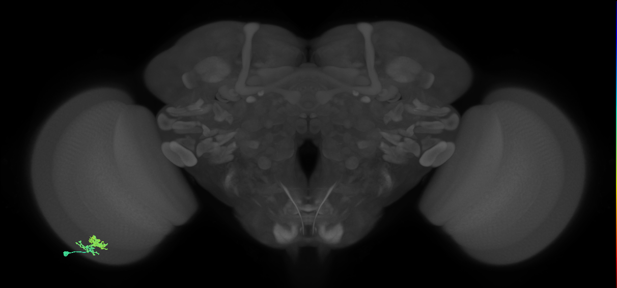 Dm10_L (MaleCNS:537408)