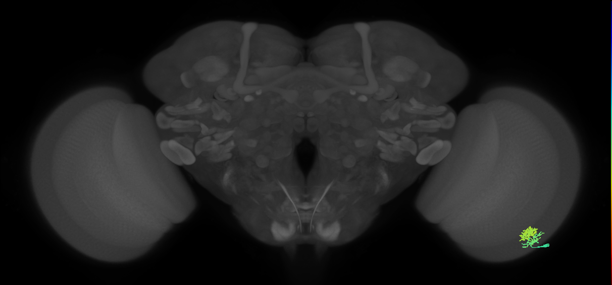 Dm10_R (MaleCNS:53905)