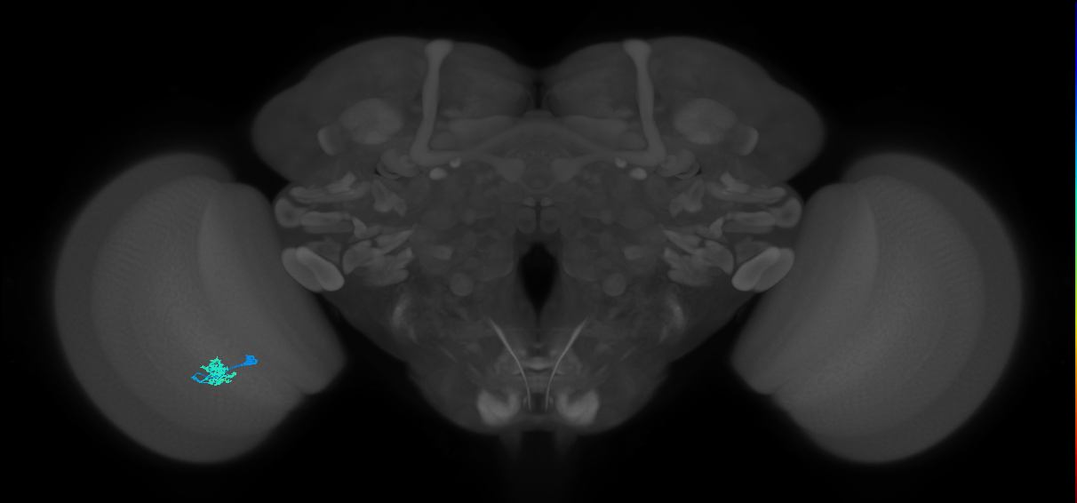 Dm10_L (MaleCNS:95567)