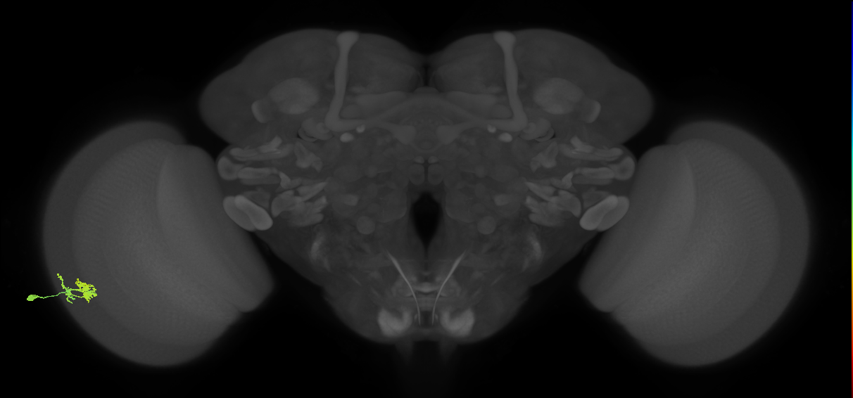 Dm10