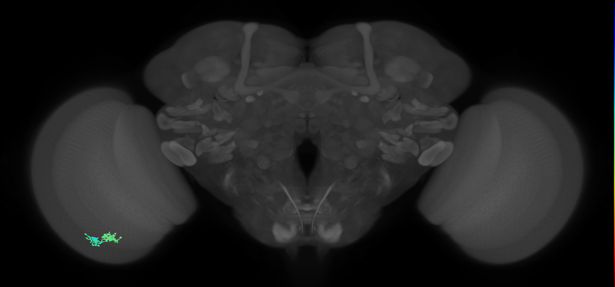 Dm10_L (MaleCNS:562284)