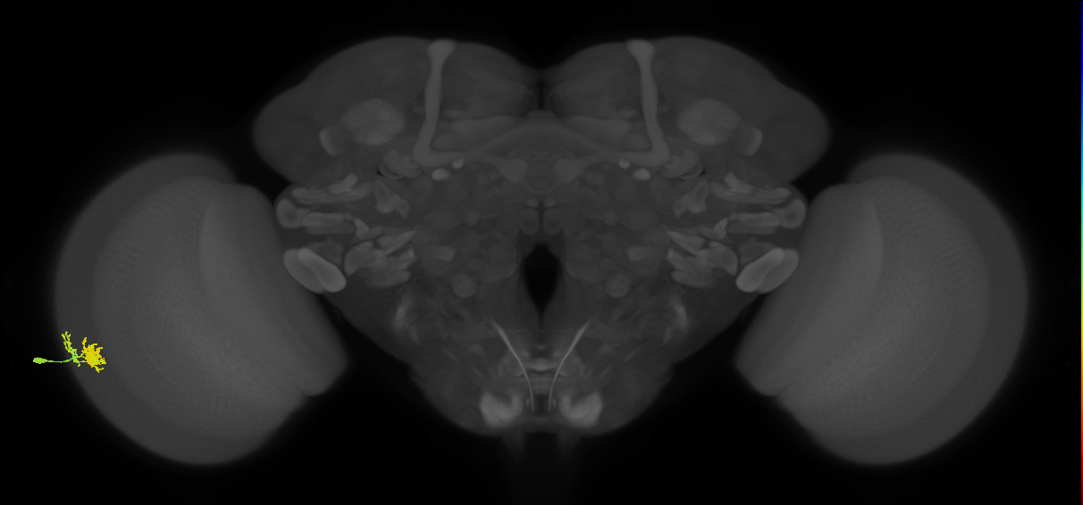 Dm10_L (MaleCNS:532964)