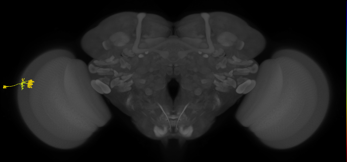 Dm10_L (MaleCNS:72074)