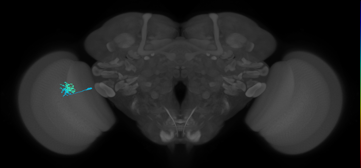 Dm10_L (MaleCNS:552769)