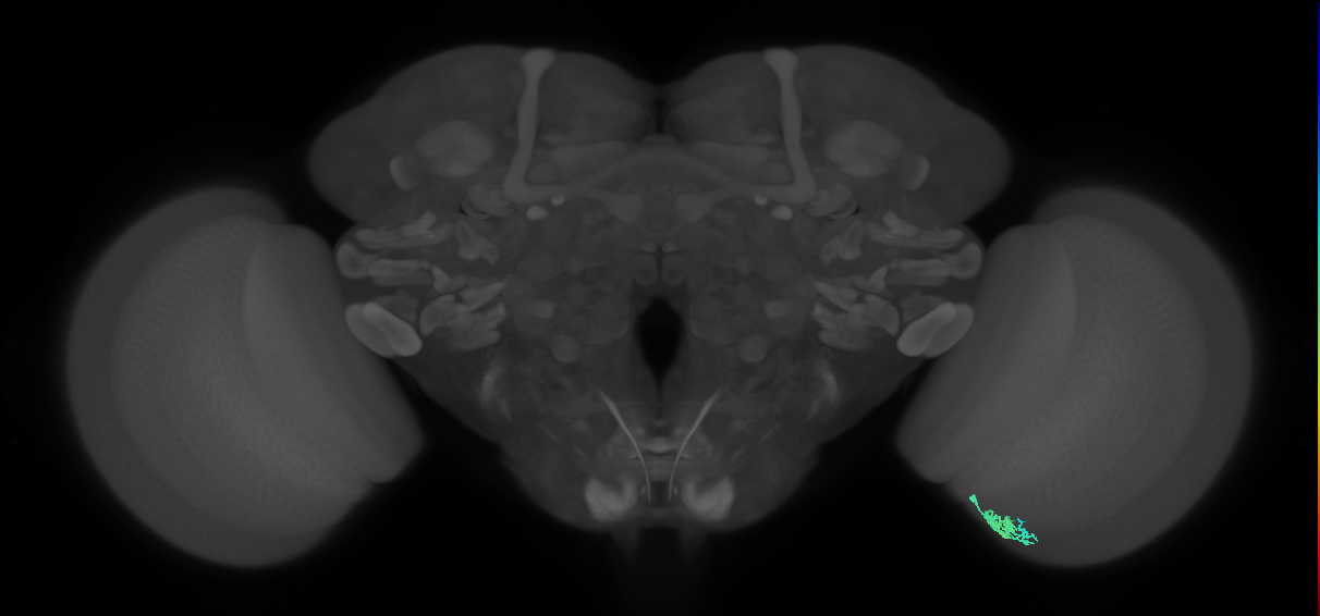 Dm10_R (MaleCNS:109564)