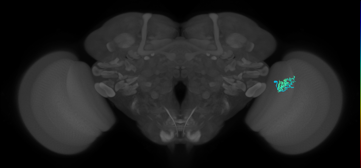 Dm10_R (MaleCNS:77085)