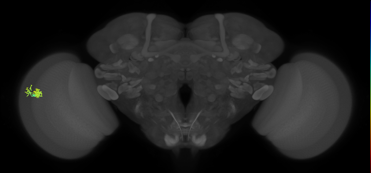 Dm10_L (MaleCNS:73761)