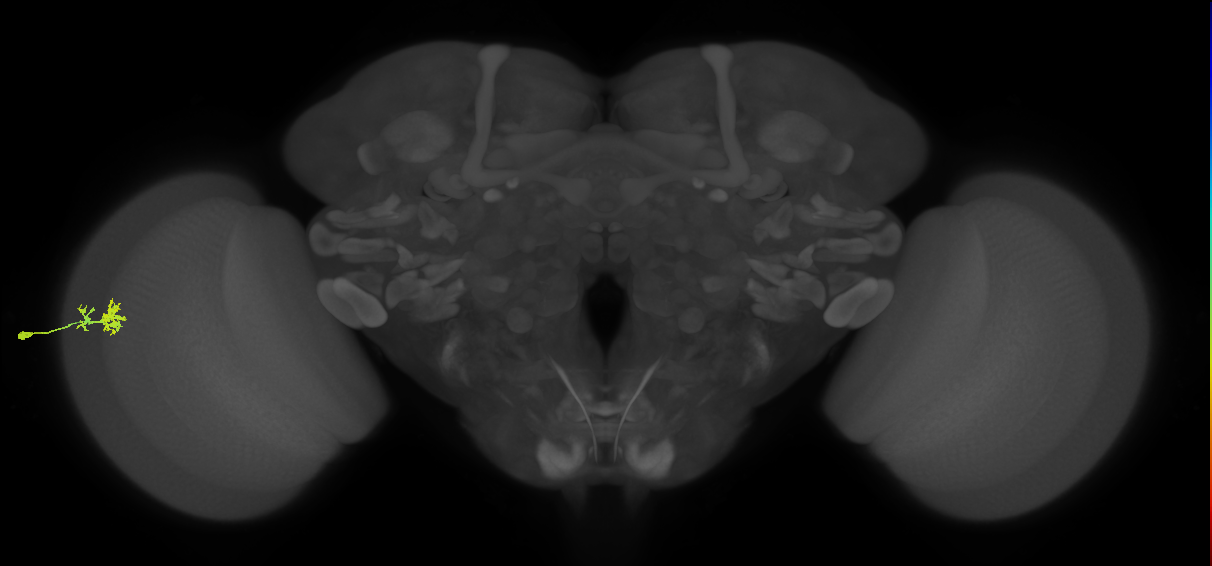 Dm10_L (MaleCNS:537012)