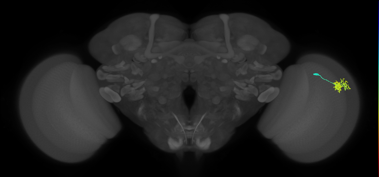 Dm10_R (MaleCNS:63555)