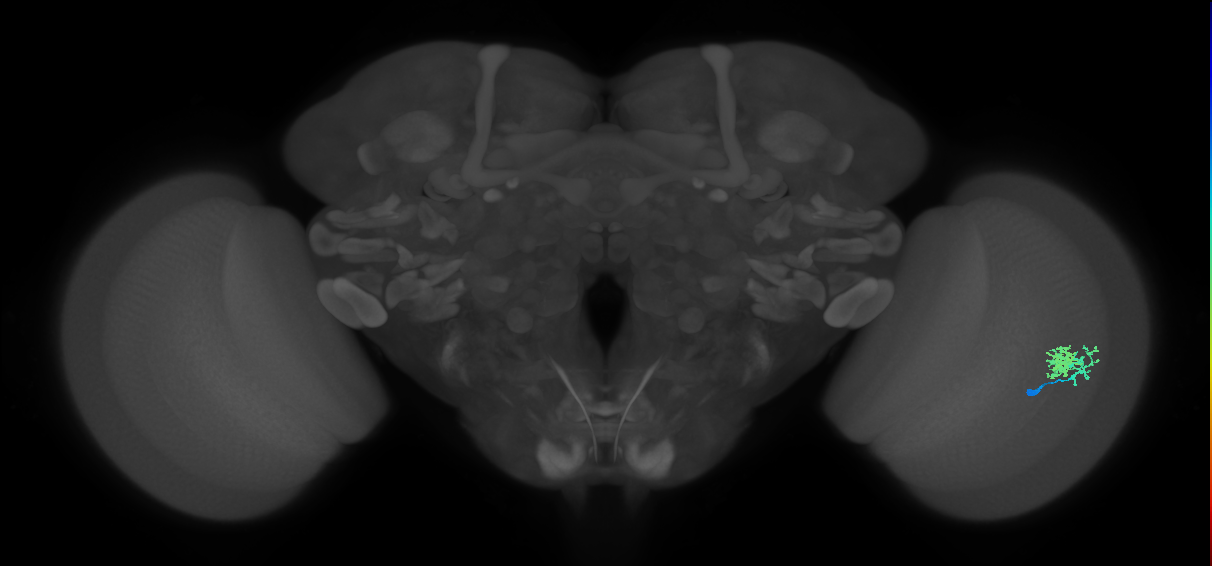 Dm10_R (MaleCNS:57484)