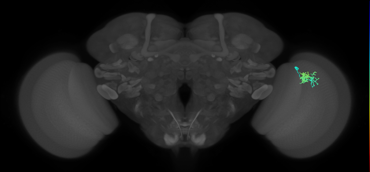 Dm10_R (MaleCNS:69084)