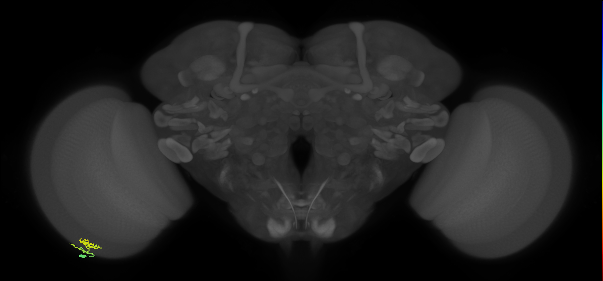 Dm10_L (MaleCNS:90647)