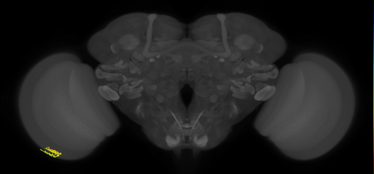 Dm10_L (MaleCNS:560379)