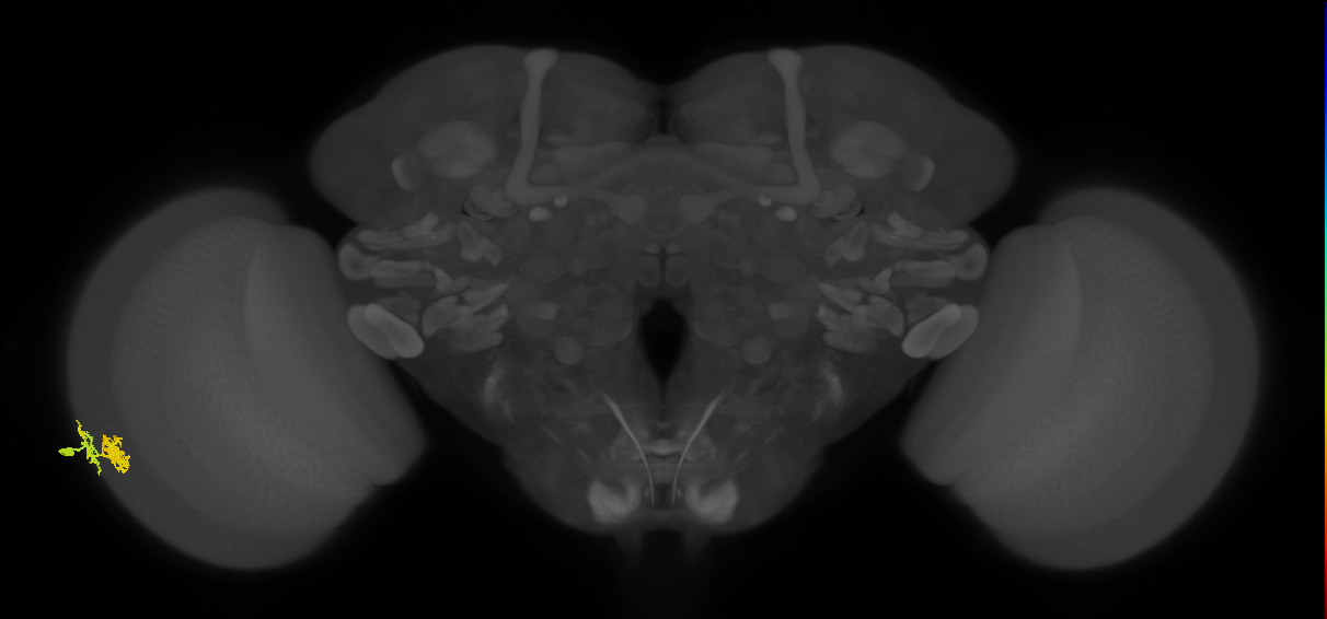 Dm10_L (MaleCNS:52368)