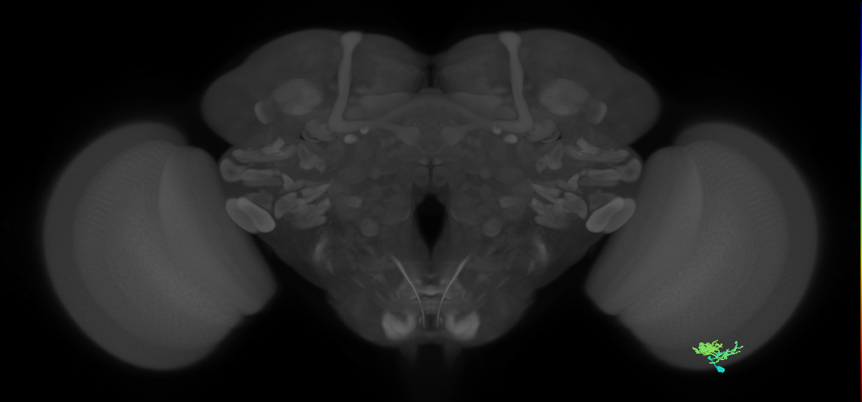 Dm10_R (MaleCNS:58610)
