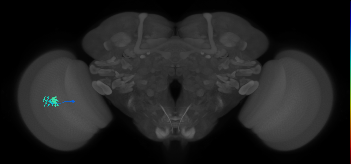 Dm10_L (MaleCNS:514962)