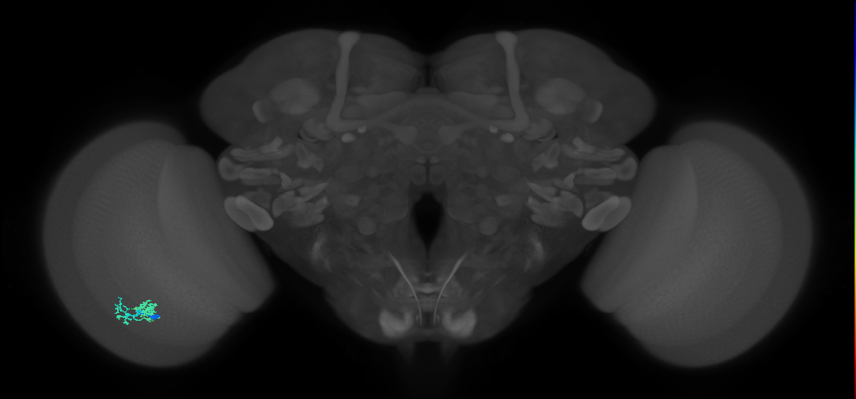 Dm10_L (MaleCNS:156927)