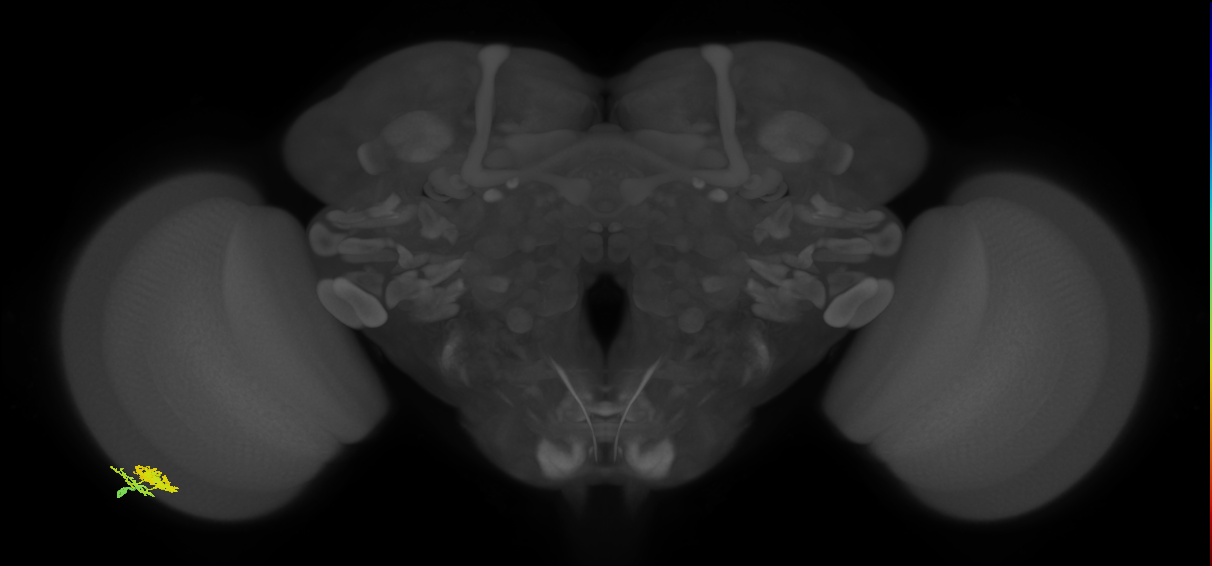 Dm10_L (MaleCNS:47822)