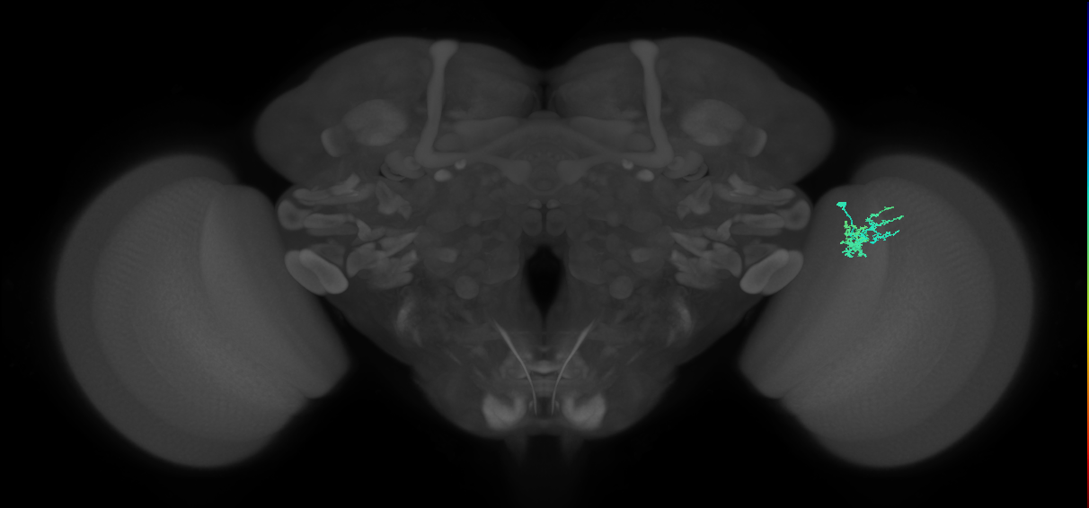 Dm10_R (MaleCNS:134551)