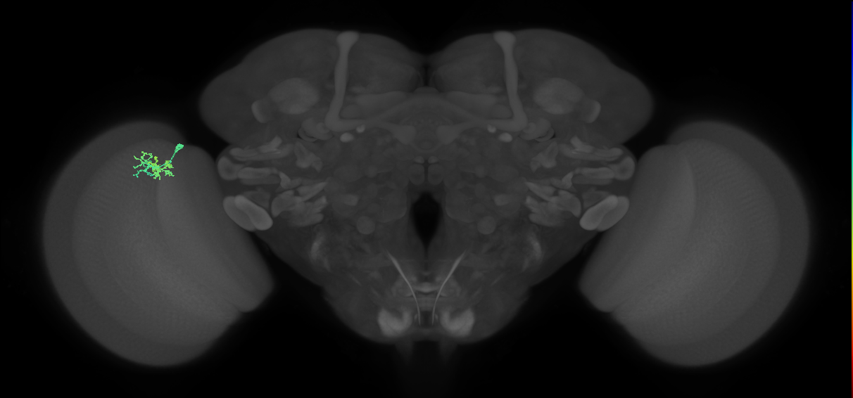 Dm10_L (MaleCNS:138165)