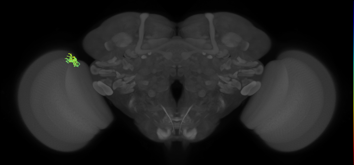 Dm10_L (MaleCNS:155767)