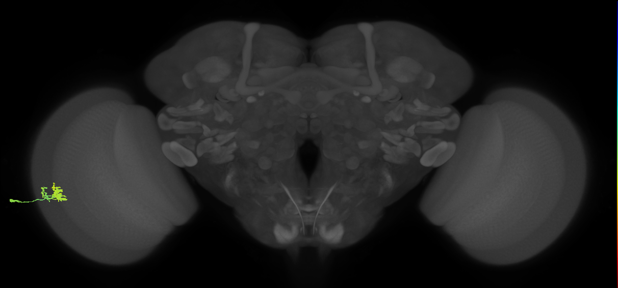 Dm10_L (MaleCNS:558356)