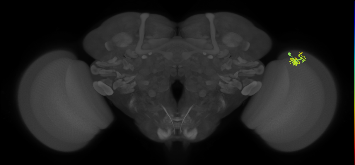 Dm10_R (MaleCNS:114578)