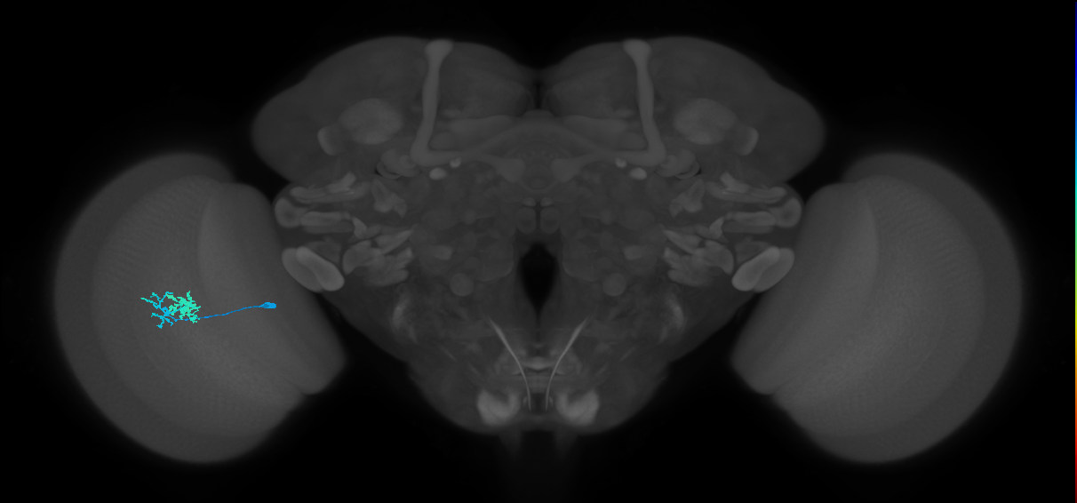 Dm10_L (MaleCNS:155019)