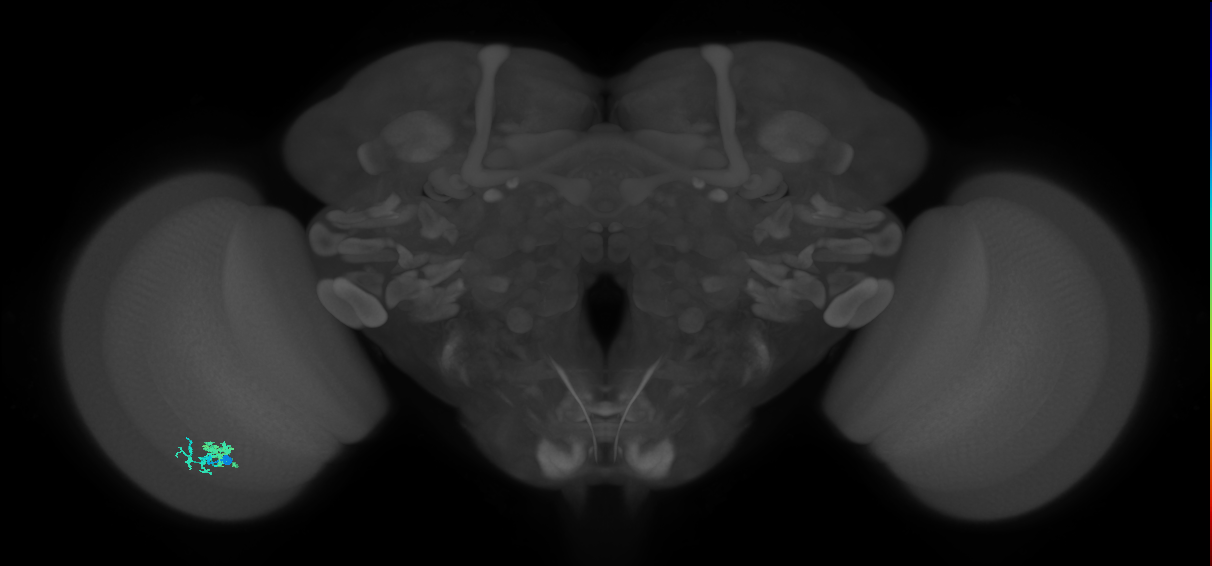 Dm10_L (MaleCNS:537473)