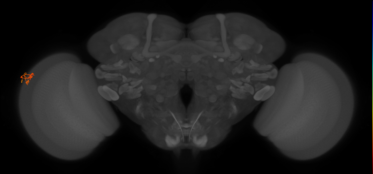 Dm10_L (MaleCNS:172579)