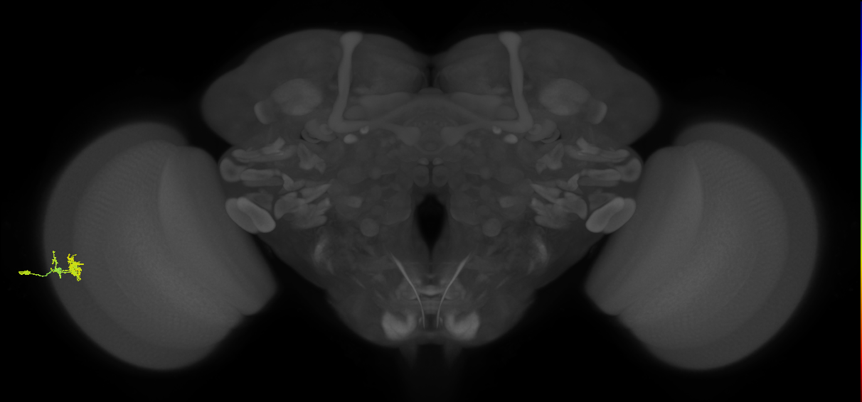 Dm10_L (MaleCNS:72209)