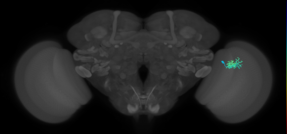 Dm10_R (MaleCNS:80894)