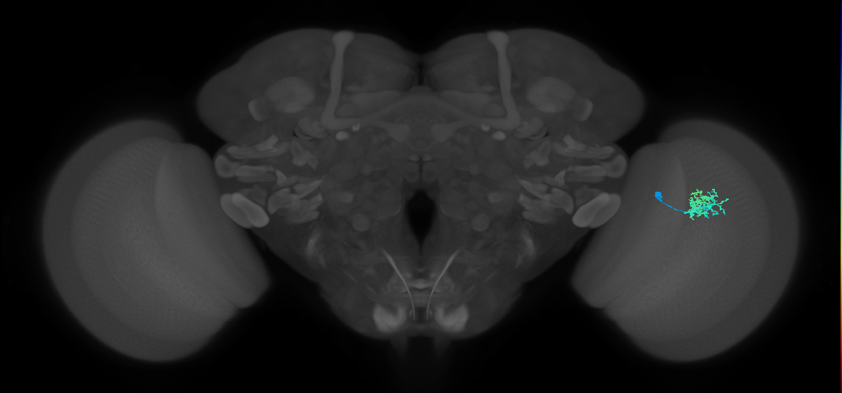 Dm10_R (MaleCNS:87703)