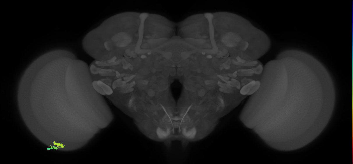Dm10_L (MaleCNS:550740)