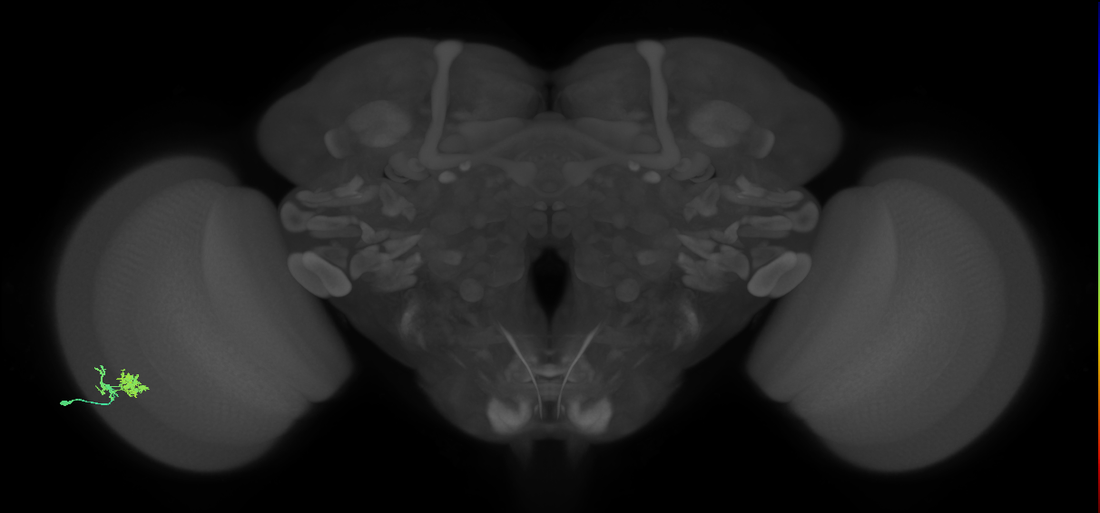 Dm10_L (MaleCNS:44854)